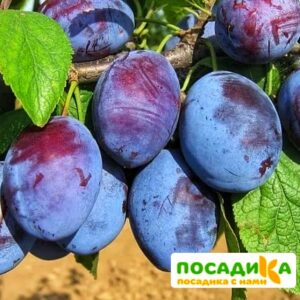 Слива Чачакская ранняя купить по цене от 229.00р. в интернет-магазине «Посадика» с доставкой почтой в в Кандалакшае и по всей России – [изображение №1].