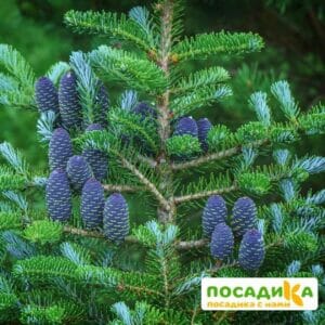 Пихта корейская (Abies koreana) купить по цене от 450.00р. в интернет-магазине «Посадика» с доставкой почтой в в Кандалакшае и по всей России – [изображение №1].