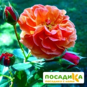 Роза Арабия купить по цене от 350.00р. в интернет-магазине «Посадика» с доставкой почтой в в Кандалакшае и по всей России – [изображение №1].