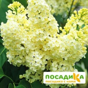 Сирень Примроуз (Primrose) купить по цене от 529.00р. в интернет-магазине «Посадика» с доставкой почтой в в Кандалакшае и по всей России – [изображение №1].