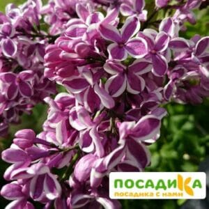 Сирень Сенсация купить по цене от 529.00р. в интернет-магазине «Посадика» с доставкой почтой в в Кандалакшае и по всей России – [изображение №1].