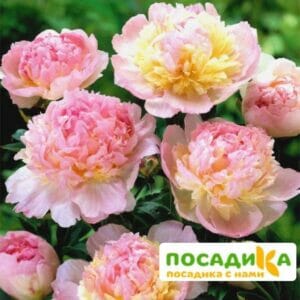 Пион Распберри Сандей (Paeonia Raspberry Sundae) купить по цене от 959р. в интернет-магазине «Посадика» с доставкой почтой в в Кандалакшае и по всей России – [изображение №1].