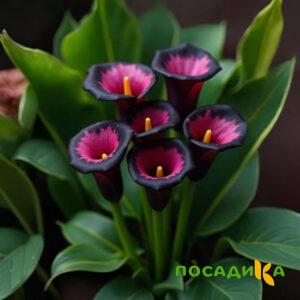 Калла Аура Лейс купить по цене от 400р. в интернет-магазине «Посадика» с доставкой почтой в в Кандалакшае и по всей России – [изображение №1].