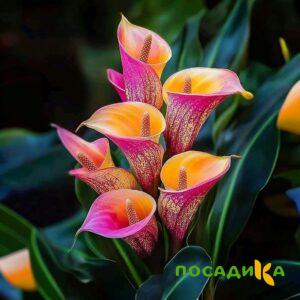 Калла Оникс купить по цене от 450р. в интернет-магазине «Посадика» с доставкой почтой в в Кандалакшае и по всей России – [изображение №1].