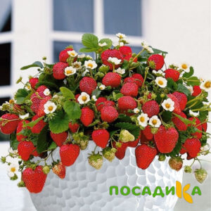 Клубника Рубиновый Шепот (горшечная) купить по цене от 240р. в интернет-магазине «Посадика» с доставкой почтой в в Кандалакшае и по всей России – [изображение №1].