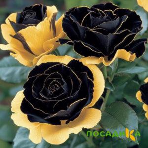 Роза Ханни Сикл купить по цене от 700р. в интернет-магазине «Посадика» с доставкой почтой в в Кандалакшае и по всей России – [изображение №1].
