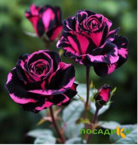 Роза Багровый Шепот купить по цене от 366р. в интернет-магазине «Посадика» с доставкой почтой в в Кандалакшае и по всей России – [изображение №1].
