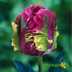 Тюльпан Экзотик Хэвен купить по цене от 186р. в интернет-магазине «Посадика» с доставкой почтой в в Кандалакшае и по всей России – [изображение №1].