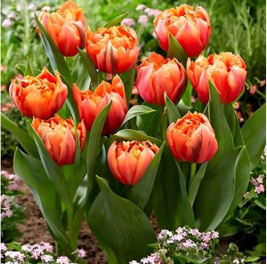 Тюльпан Гудошник Дабл купить по цене от 185р. в интернет-магазине «Посадика» с доставкой почтой в в Кандалакшае и по всей России – [изображение №1].