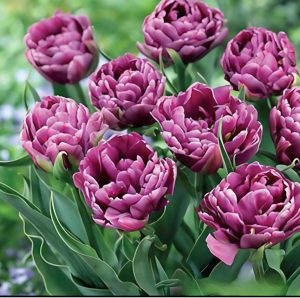 Тюльпан Айс Крим купить по цене от 430р. в интернет-магазине «Посадика» с доставкой почтой в в Кандалакшае и по всей России – [изображение №1].