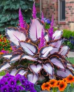 Хоста Кримэн Дрим купить по цене от 549р. в интернет-магазине «Посадика» с доставкой почтой в в Кандалакшае и по всей России – [изображение №1].