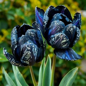 Тюльпан Блю Фог купить по цене от 500р. в интернет-магазине «Посадика» с доставкой почтой в в Кандалакшае и по всей России – [изображение №1].