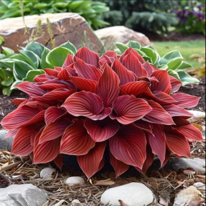 Хоста Малыш Шедевр купить по цене от 421р. в интернет-магазине «Посадика» с доставкой почтой в в Кандалакшае и по всей России – [изображение №1].