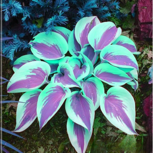 Хоста Висперин Бьюти купить по цене от 379р. в интернет-магазине «Посадика» с доставкой почтой в в Кандалакшае и по всей России – [изображение №1].