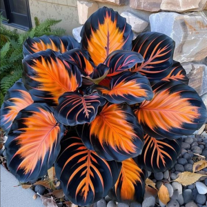 Хоста Сикрет Форест купить по цене от 601р. в интернет-магазине «Посадика» с доставкой почтой в в Кандалакшае и по всей России – [изображение №1].